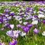 crocus-2139395_960_720.jpg