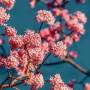 viburnum-4015821_960_720.jpg